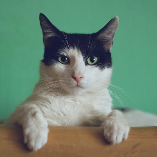 Original Cat (Square)